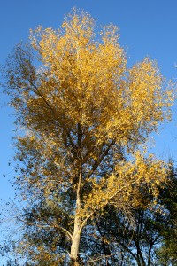 Fall Tree with Golden Leaves - Free High Resolution Photo