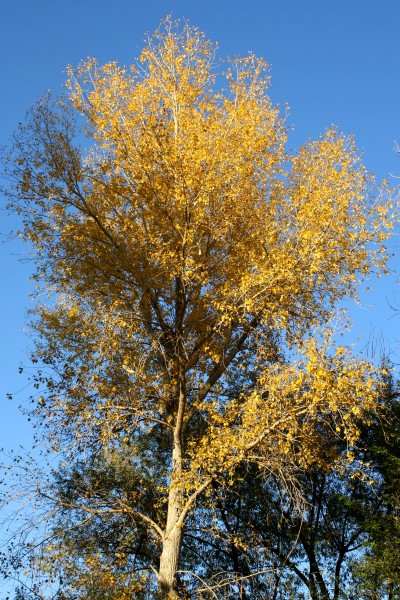 Fall Tree with Golden Leaves - Free High Resolution Photo