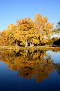 Fall Trees by Lake - Free High Resolution Photo
