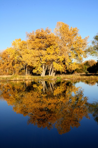 Fall Trees by Lake - Free High Resolution Photo