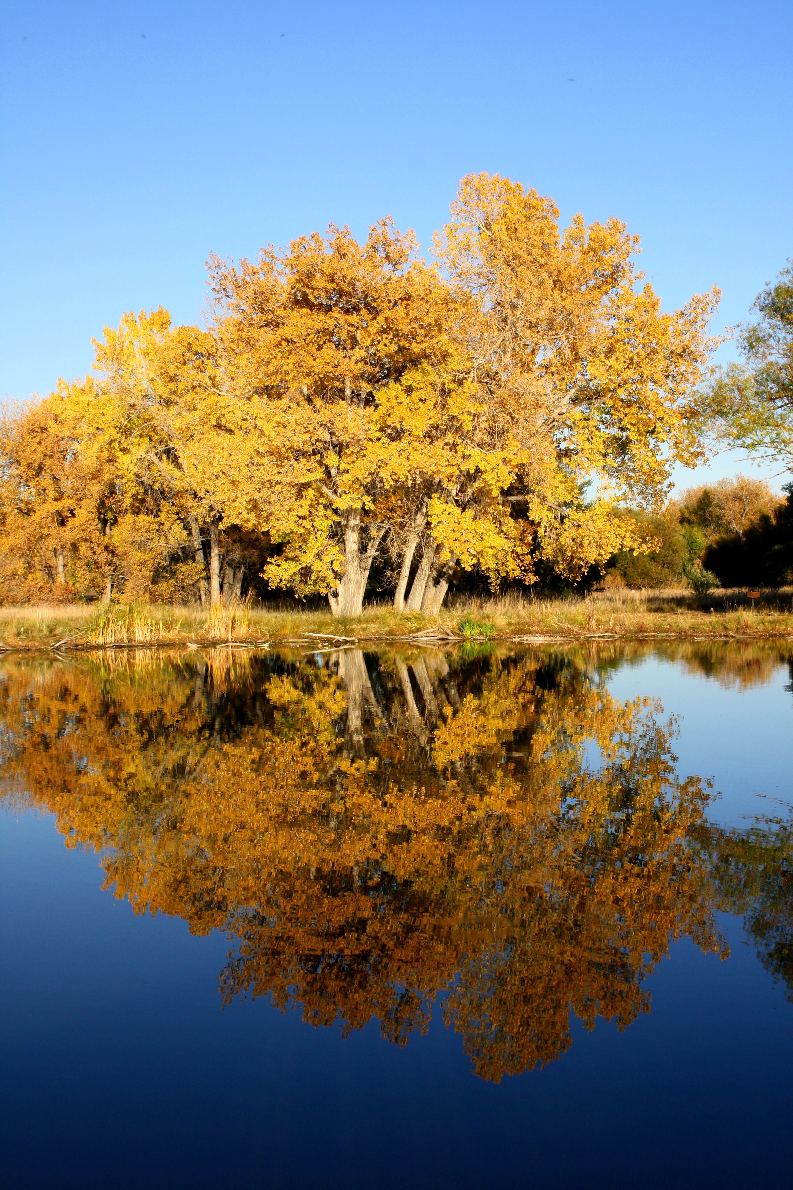 Fall Trees by Lake Picture | Free Photograph | Photos ...