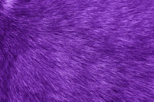 Purple Fur Texture - Free high resolution photo