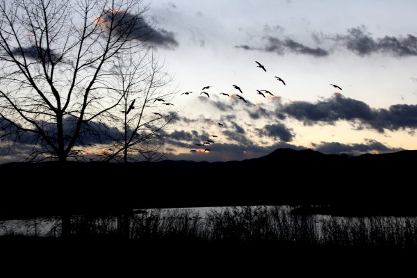Geese Flying over Lake at Dusk - Free High Resolution Photo