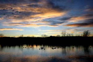 Geese Flying over Lake at Sunset - Free High Resolution Photo