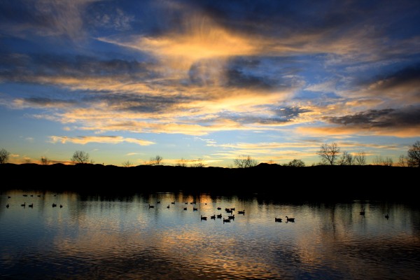 Geese on Lake at Sunset - Free High Resolution Photo