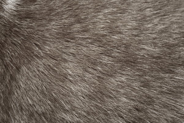 Gray Cat Fur Texture - Free High Resolution Photo