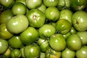 Green Tomatoes - Free High Resolution Photo