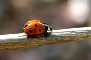 Ladybug on a Stick - Free photo