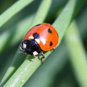 Ladybug on Blade of Grass - Free Close Up Photo