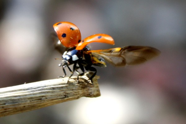 Ladybug Taking Flight - Free photo
