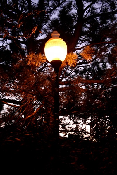 Lit Street Lamp Among Pine Branches at Dusk - Free High Resolution Photo