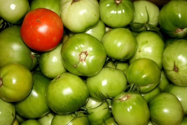 One Ripe Tomato Among Many Green Ones - Free high resolution photo