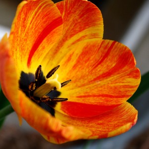 Orange Flame Tulip - Free High Resolution Photo