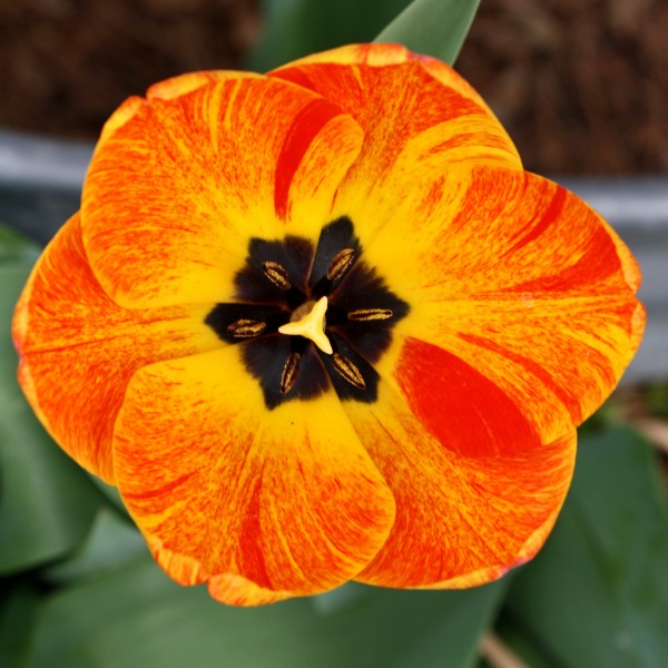 Orange Flame Tulip Flower Close Up - Free High Resolution Photo