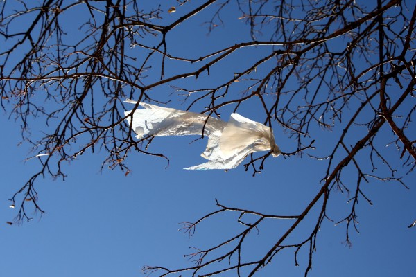 Plastic Bag Caught in Tree Branches - Free High Resolution Photo