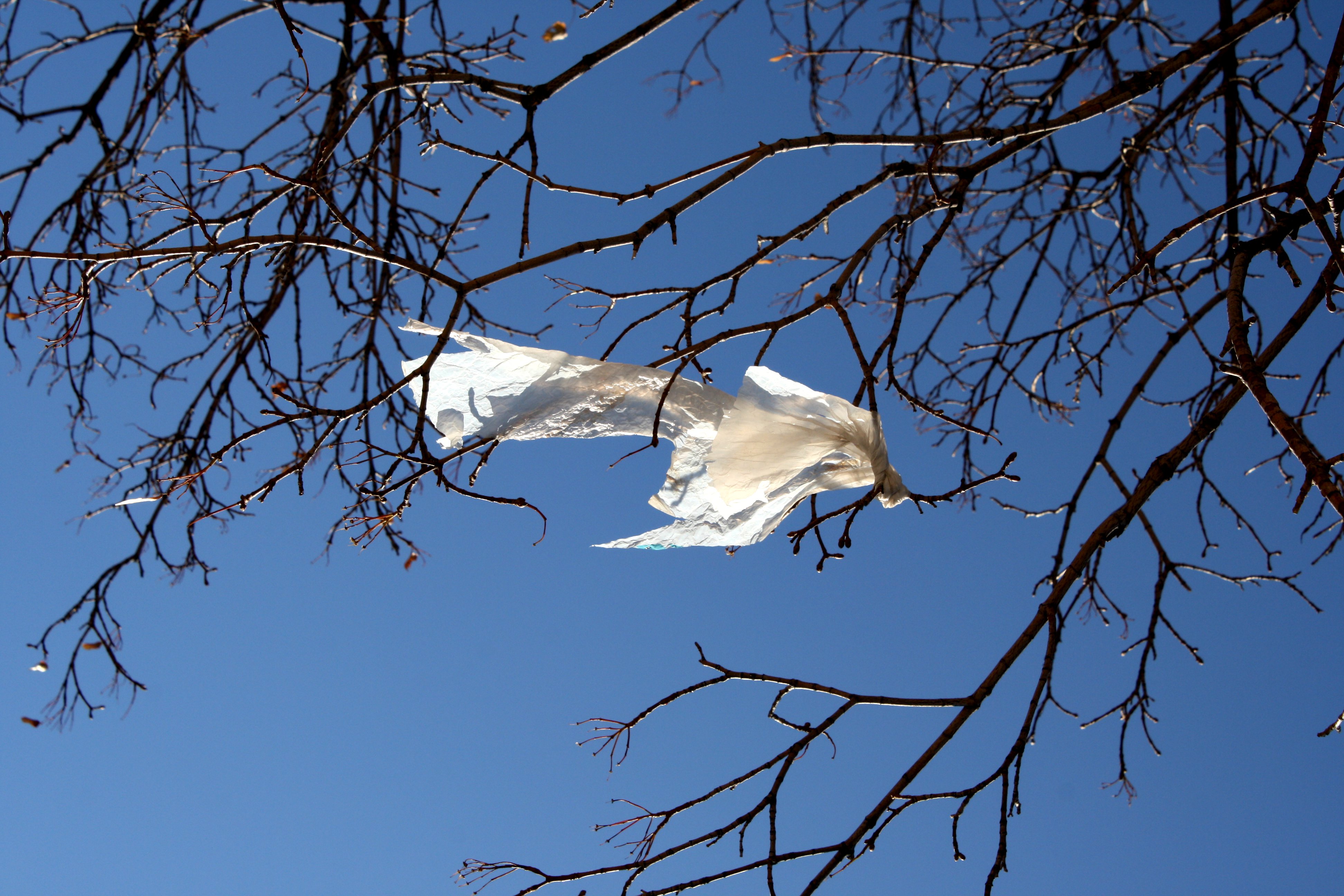 Plastic Trash Bag Caught Tree Stock Photo 1007497321