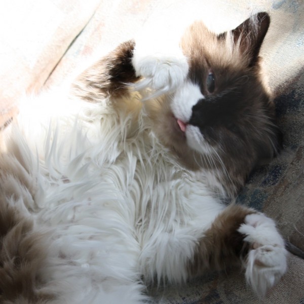 Ragdoll Cat Sticking Out Tongue - free photo