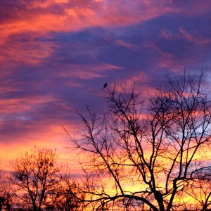 Sunrise through Winter Trees - Free High Resolution Photo