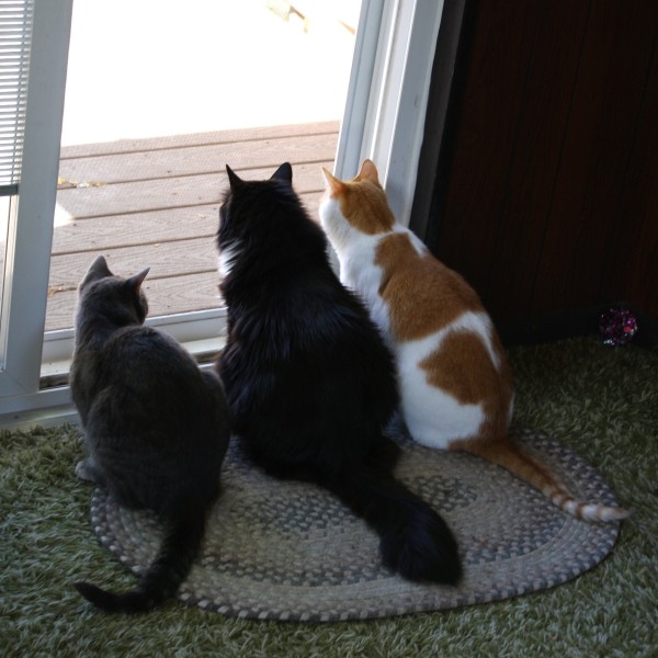 Three Cats Looking Out Back Door - Free High Resolution Photo