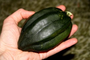 Tiny Acorn Squash - Free High Resolution Photo