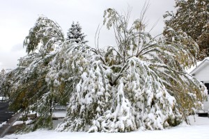 Tree Damaged by Fall Snow Storm - Free High Resolution Photo