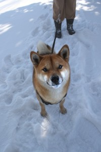 Walking the Dog in the Snow - Free High Resolution Photo