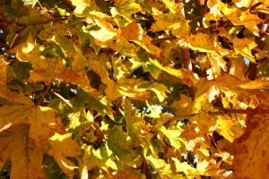 Yellow Fall Maple Leaves in Sunlight Texture - Free High Resolution Photo