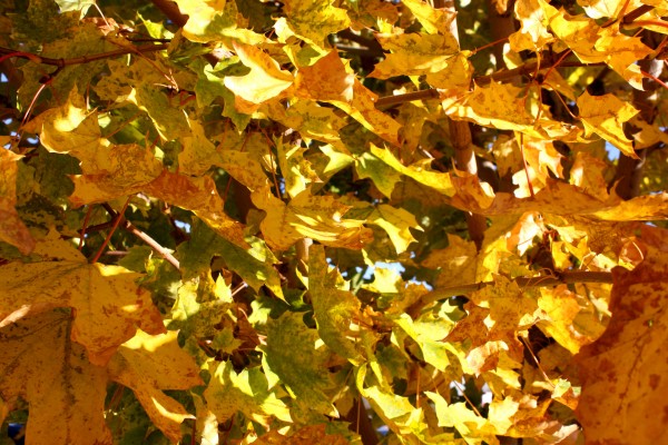 Yellow Fall Maple Leaves in Sunlight Texture - Free High Resolution Photo