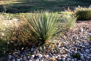 Yucca Plant in Rock Garden - Free High Resolution Photo