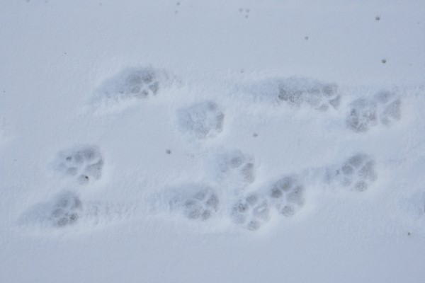 Dog Paw Prints in the Snow - Free High Resolution Photo