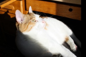 Orange and White Cat in a Sunbeam - Free High Resolution Photo