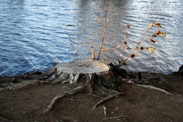 Tree Stump by Edge of Water - Free High Resolution Photo