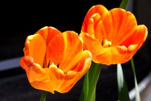 Two Orange Flame Tulips - Free High Resolution Photo