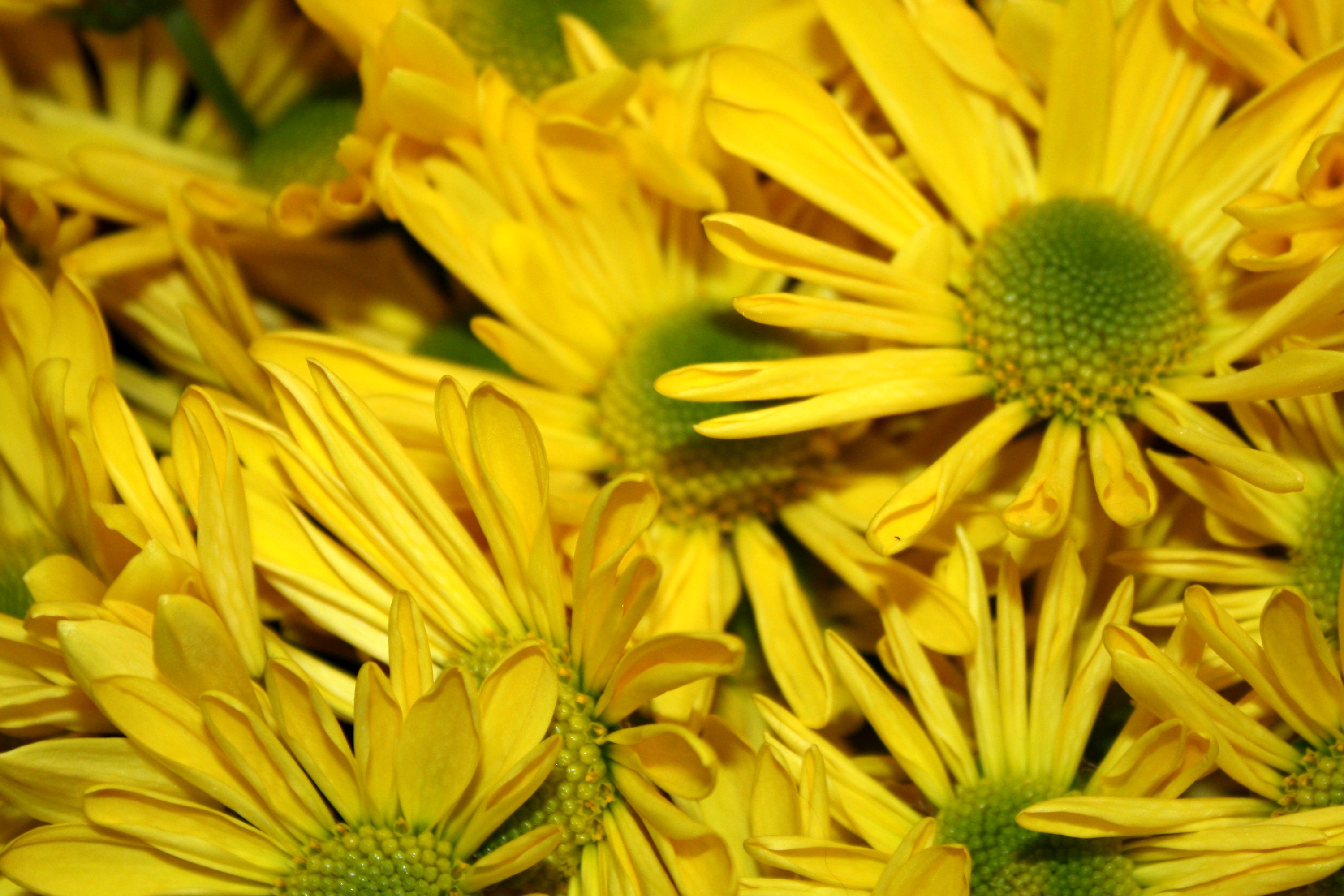 Free high resolution close up photo of yellow daisies. 