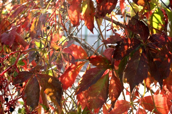 Autumn Red Virginia Creeper Vine Leaves in the Sun - Free High Resolution Photo
