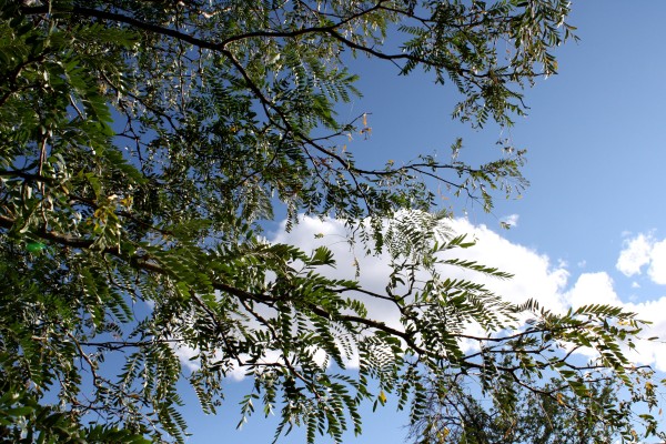 Blue Sky Seen Through Tree Leaves - Free High Resolution Photo