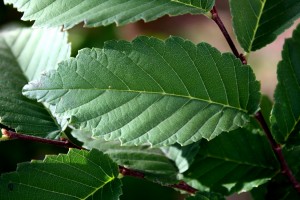 Elm Leaf Close Up - Free High Resolution Photo