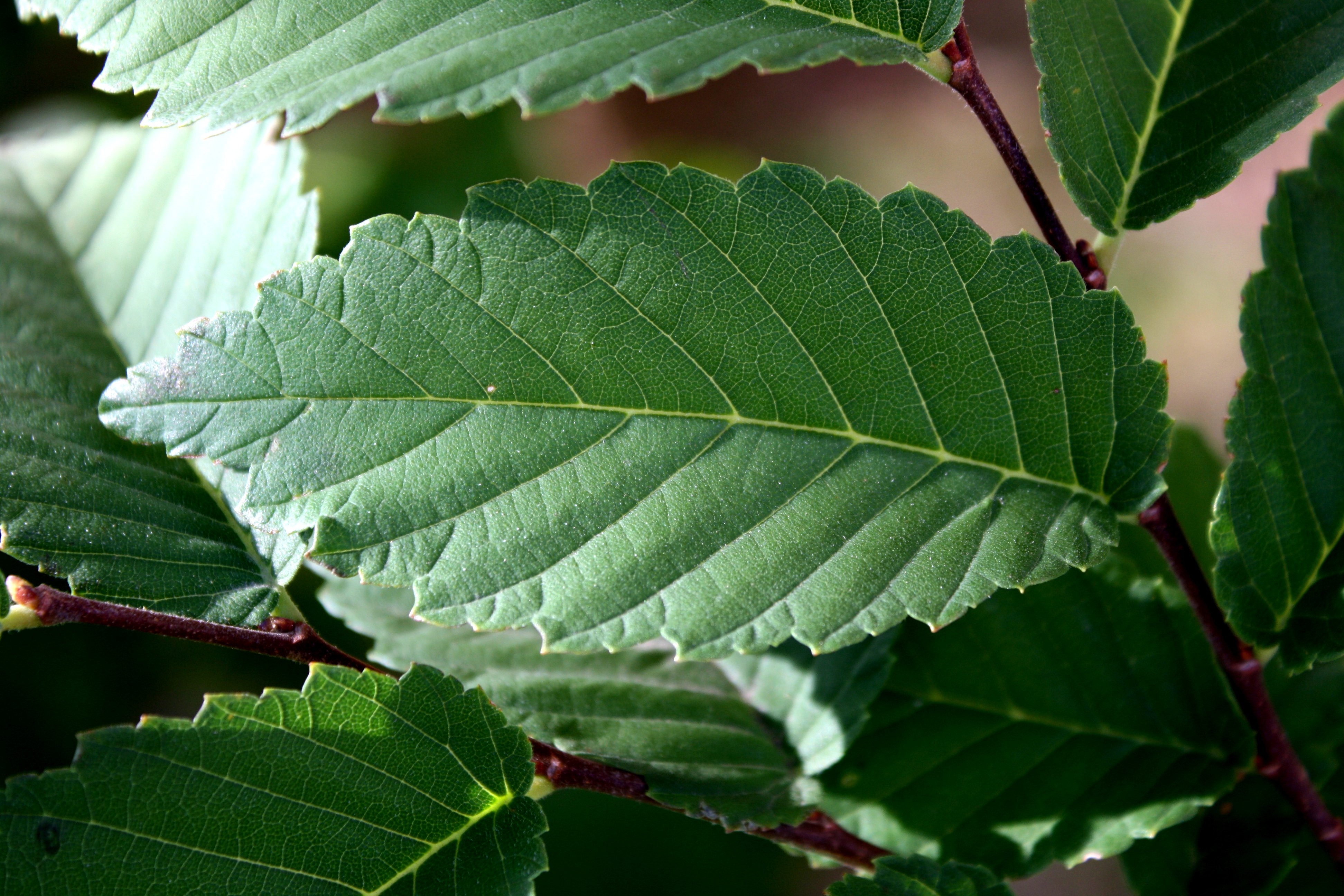 Elm Leaf Close Up Picture | Free Photograph | Photos Public Domain