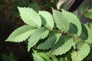 Elm Leaves - Free High Resolution Photo