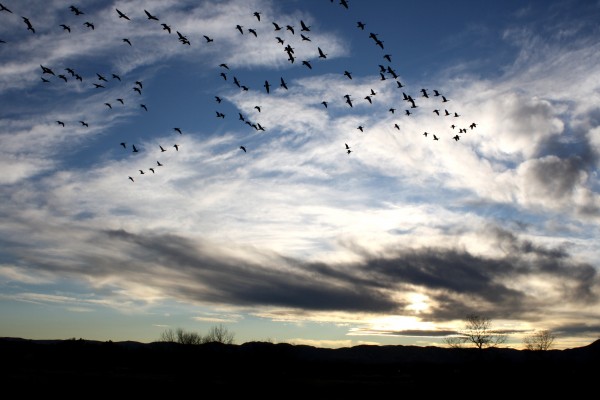 Flock of Birds in Sky - Free High Resolution Photo