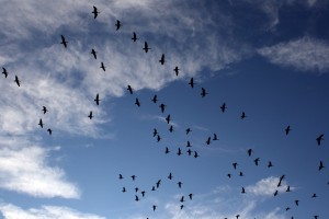 Flock of Geese - Free High Resolution Photo