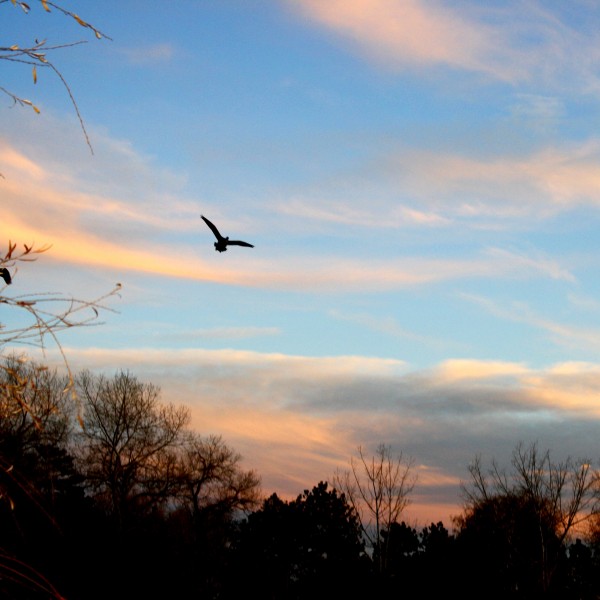 Bird Flying at Sunset - Free High Resolution Photo