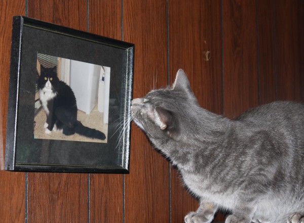 Cat Looking at Framed Photo of Another Cat - Free High Resolution Funny Photo