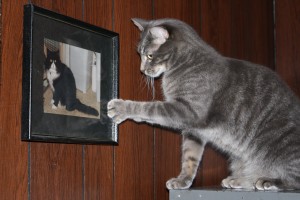 Cat Pawing at Framed Photo of Another Cat - Free High Resolution Funny Photo