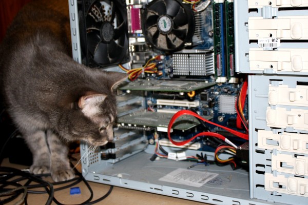 Funny Cat Peering into Desktop Computer Case - free high resolution photo