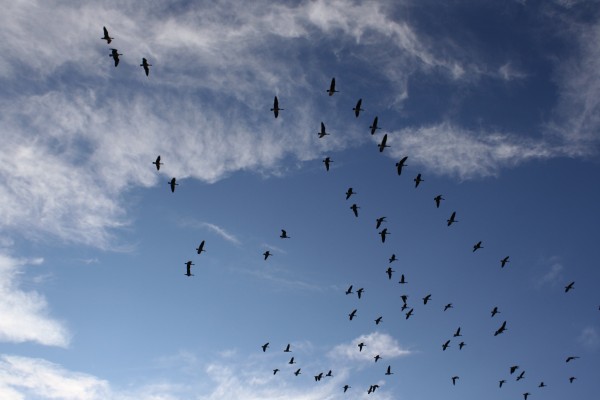 Geese Flying in the Sky - Free High Resolution Photo