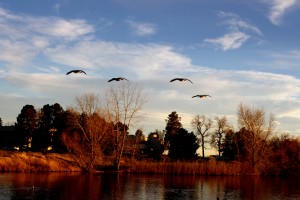 Geese Flying Over Lake - Free High Resolution Photo