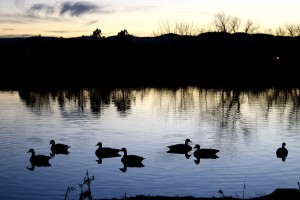 Geese Silhouetted Against Water at Dusk - Free High Resolution Photo