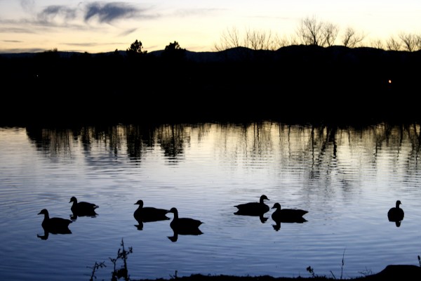 Geese Silhouetted Against Water at Dusk  - Free High Resolution Photo