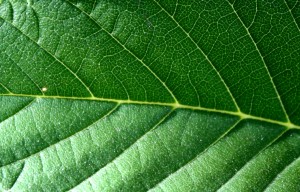 Leaf Texture - Free High Resolution Photo